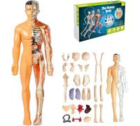Clear Human Body Structure Model,3D Human Body Torso Model for Kid Anatomy Model Skeleton,Transparent Skeleton DIY Toy,Educational Science Kit with Removable Organs Bones,Gifts For Kids Age 8-12 (B)