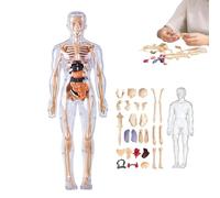 Clear Human Body Structure Model, Anatomy Figure 3D Anatomy Kit, DIY Assembled Human Torso Organ Model, Removable Organs Bones Assembly Model