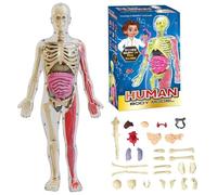 Clear Human Body Structure Model Anatomy Figure 3D Anatomy Kit Removable Organs Bones & Transparent DIY Assembled Human Torso Organ Model(Glow-in-the-dark Model)