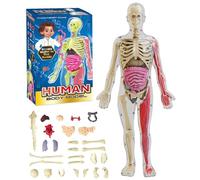 Clear Human Body Structure Model, Anatomy Figure 3D Anatomy Kit Removable Organs Bones & Transparent DIY Assembled Human Torso Organ Model with Instruction Guide(Glow-in-the-dark Model)