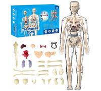 Clear Human Body Structure Model, Anatomy Figure 3D Anatomy Kit Removable Organs Bones & Transparent DIY Assembled Human Torso Organ Model with Instruction Guide(Transparent Model)