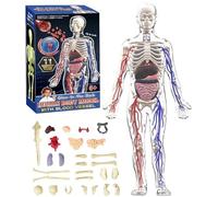 Clear Human Body Structure Model, Anatomy Figure 3D Anatomy Kit Removable Organs Bones & Transparent DIY Assembled Human Torso Organ Model with Instruction Guide(Full Organ Set)