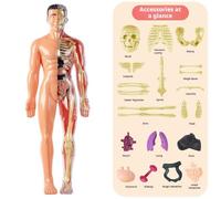 Clear Human Body Structure Model Assembled Human Torso Organ Model,29 Piece Body Human Kit,3D Anatomy 3D Skeleton Figure