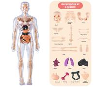 Clear Human Body Structure Model Assembled Human Torso Organ Model,29 Piece Skeleton 3D Human Body Anatomy Kit,3D Figure