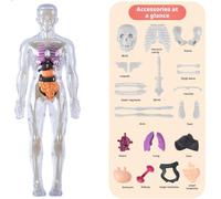 Clear Human Body Structure Model Assembled Human Torso Organ Model,29 Piece Skeleton Kit,3D Body Human 3D Anatomy Figure