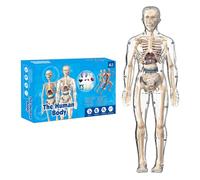 Clear Human Body Structure Model,DIY Assembled Human Torso Organ Model, Interactive 3D Organ Model for Students,Removable Bones Assembly Model for Classroom