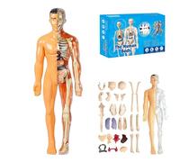 Clear Human Body Structure Model, DIY Assembled Human Torso Organ Model with Instruction Guide, Anatomy Figure, for Students, Teachers(B#)