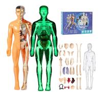 Clear Human Body Structure Model, DIY Assembled Humans Torso Organ Models with Product Manual 29 Piece Transparent 3D Human Body Torso Model(Luminous+translucent)