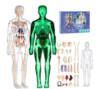 Clear Human Body Structure Model, DIY Assembled Humans Torso Organ Models with Product Manual 29 Piece Transparent 3D Human Body Torso Model(Transparent+luminous)