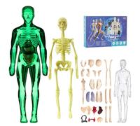 Clear Human Body Structure Model, DIY Assembled Humans Torso Organ Models with Product Manual 29 Piece Transparent 3D Human Body Torso Model(Luminous)