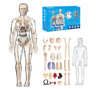 Clear Human Body Structure Model, DIY Assembled Humans Torso Organ Models with Product Manual, 29 Piece Transparent 3D Human Body Model Removable Organs, Bones