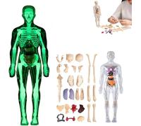 Clear Human Body Structure Model, DIY Assembled Removable Organs Bones,29 Piece 3D Figure Kit with Instruction Guide, for Students Kids tudying.(Luminous,1PC)