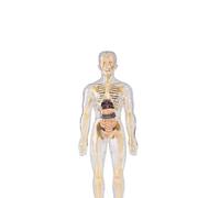 Clear Human Body Structure Model, Fully Transparent Detachable Anatomy Figure, Interactive Learning Tool for Students and Teachers, Education Aid, Science Project Resource