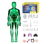 Clear Human Body Structure Model | Interactive | 30x18x6.5cm | Human Anatomy Model 3D | Body Skeleton Models Kits With Instruction Guide | Educational | For Learners Homeschooling Teachers Art