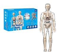 Clear Human Body Structure Model, Organizeh Human Body Skeleton Model Kits with Instruction Guide,Portable Classroom 4D Skeleton Model Set, DIY Assembled Human Torso Organ Model (Fully transparent)