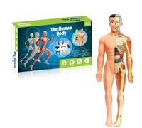 Clear Human Body Structure Model, Organizeh Human Body Skeleton Model Kits with Instruction Guide,Portable Classroom 4D Skeleton Model Set, DIY Assembled Human Torso Organ Model (Translucent)