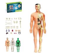 Clear Human Body Structure Model, Removable Organs Bones Assembly Model, 29 Piece 3D Anatomy Figure Kit, Organizeh Humans Body Skeleton Models Kits for Anatomy's(Translucent)