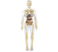 Clear Human Body Structure Model Removable Transparent 3D Human Body Model for Kids for Kids Anatomy Anatomy and Physiology Study Tools.