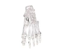 Clear Left Foot Joint Skeleton Model Human Foot Joint Bone Model for Clinical Settings Teaching Research and Labs Use Life Size Transparent Anatomy