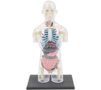 Clear Male Bust Human Body Model Human Torso Body Anatomy Model 37 Removable Parts Skeleton Model for Learning
