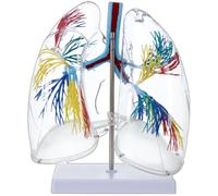 Clear PVC Human Lung Anatomy Model with Bronchial Tree Structure Anatomical Respiratory Organ Model for Science Lab Realistic Lung Teaching Equipment