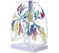 Clear PVC Human Lung Model with Bronchial Tree Anatomical Respiratory Organ for Classroom & Lab Teaching Respiratory PVC Model