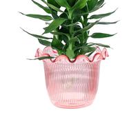 Clear Vase for Flowers - Hydroponic Vase | Hydroponic Planter for Photo Backdrop Holiday Hotel Lobby Bookshelf Event Staging Workplace Kitchen Dried Floral Dinner