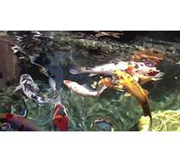 ClearWATER Garden Koi Fish Pond & Aquarium Filter Media Medium ZEOLITE 9-16mm Clinoptilolite CRYSTAL CLEAR WATER (1.8kg)
