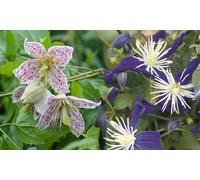 Clematis 7cm Pot: Aromatica/One Plant