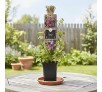 Clematis Alpina Ruby Pot Size 17 Cm Height 75 Indoor Houseplant