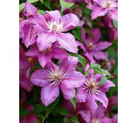 Clematis Barbara Jackman Bicolor Climber