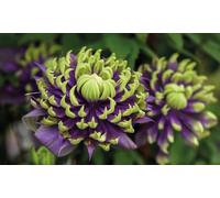 Thompson & Morgan Clematis Taiga 9Cm Potted Plant X 3