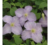 Clematis Forget Me Not Mid Blue Flowering Climbing Plant
