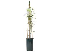Clematis Guernsey Cream Fragrant Clematis In 3L Pot Garden Plant