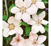 Clematis John Paul Ii Creamy White Flowering Climber