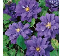 Clematis Kiri Te Kanawa Double Blue Climber