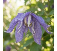 Clematis Macropetala Violet-Blue Bell-Shaped Flowers Spring Climbing Plant Hardy Variety