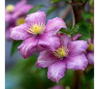Clematis Margaret Hunt Soft Lavender-Pink Star-Shaped Flowers Climbing Plant Summer