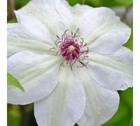 Clematis 'Miss Bateman' Hardy Compact Climber Plant Flowering Shrub | 9cm Pot