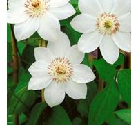 Clematis Miss Bateman White Climber Early-Flowering Elegant Blooms