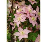 Clematis Montana Chrysocoma Hazel Lotus Soft Pink White Double Flowers Climbing Plant