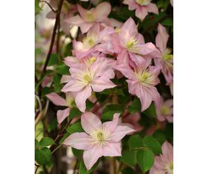 Clematis Montana Chrysocoma Hazel Lotus Soft Pink White Double Flowers Climbing Plant