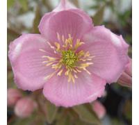 Clematis Montana Gothenburg Pink Climber Fast-Growing Screening Plant Rhs Quality