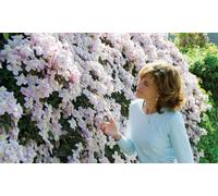 Clematis Montana Mayleen: One Plant