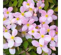 Clematis montana Rubens - Deciduous Climbing Shrub with Scented Pink Flowers for Trellises and Fences