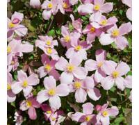 Clematis Montana Var. Rubensclematis Montana Rubens Scented Rosy-Pink Fast-Growing Climber