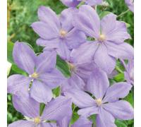 Clematis Mrs Cholmondeley Lavender-Blue Giant Blooms Climbing Plant