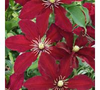 Clematis Niobe Deep Ruby Red Climber