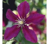 Clematis Niobe Ruby-Red Perennial Climber For Containers/borders 1X 7Cm Pot By Thompson & Morgan