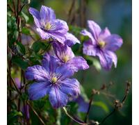 Clematis Parisienne Evipo019 Lilac Blue Flowering Climbing Plant